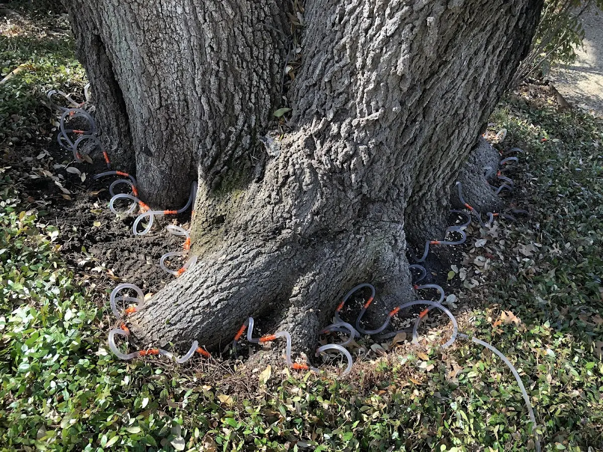 Detailed Tree Cabling and Bracing job site in Key Biscayne