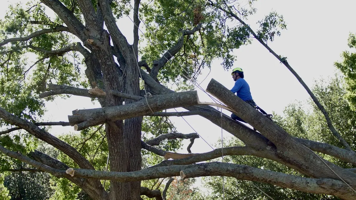 Professional Hazardous Tree Removal performed by certified arborists in Key Biscayne
